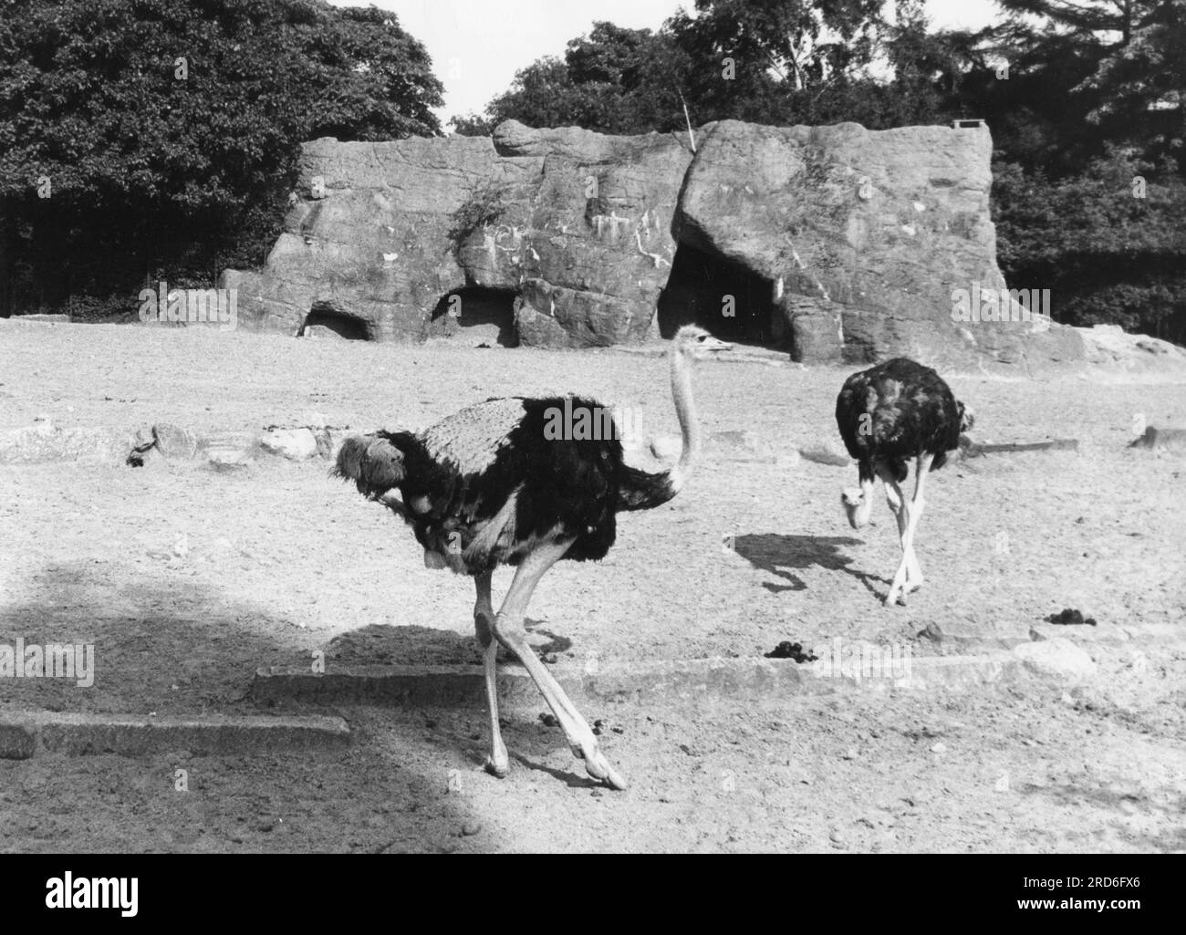 zoologie / animaux, aviaires / oiseaux, autruches, autruches africaines (Struthio camelus), dans un zoo, Allemagne, INFORMATIONS-AUTORISATION-DROITS-SUPPLÉMENTAIRES-NON-AVAILABLE Banque D'Images