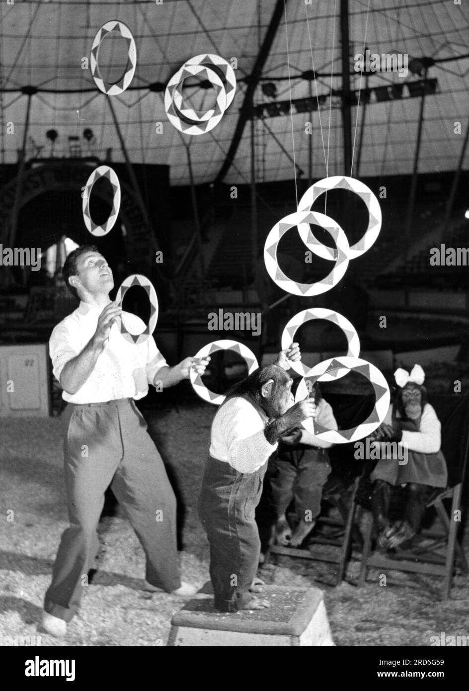Raspini, Edoardo, 19.1.1928 - 11.1,2015, artiste italien (jongleur), jonglant avec des chimpanzés, INFORMATIONS-DROITS-AUTORISATION-NON-DISPONIBLES Banque D'Images