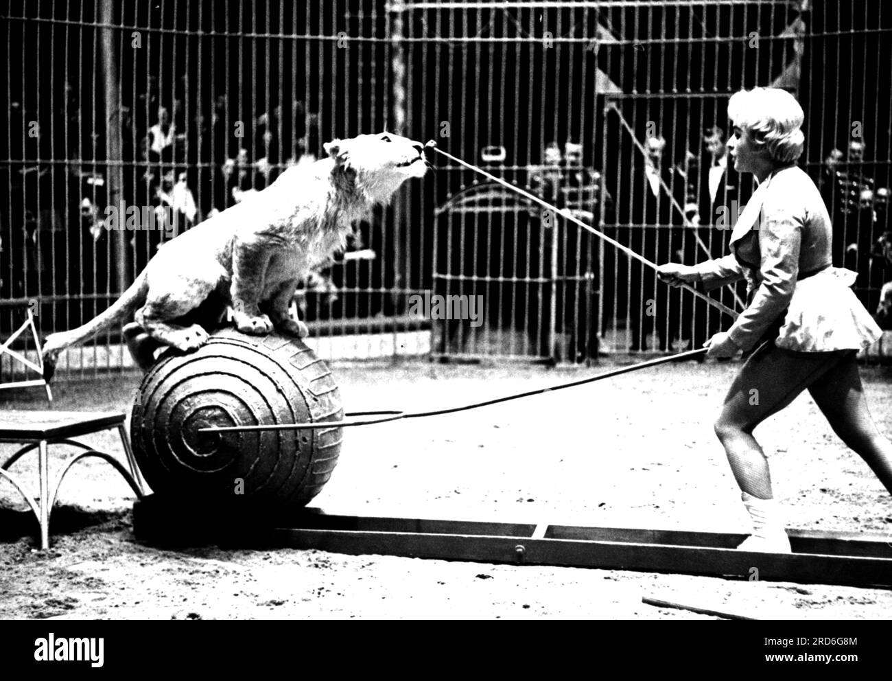 Arndt, Doris, 7.5.1930 - 21.6,2018, artiste allemand (dressage animalier), avec lion, sur scène, DROITS-SUPPLÉMENTAIRES-AUTORISATION-INFO-NON-DISPONIBLE Banque D'Images