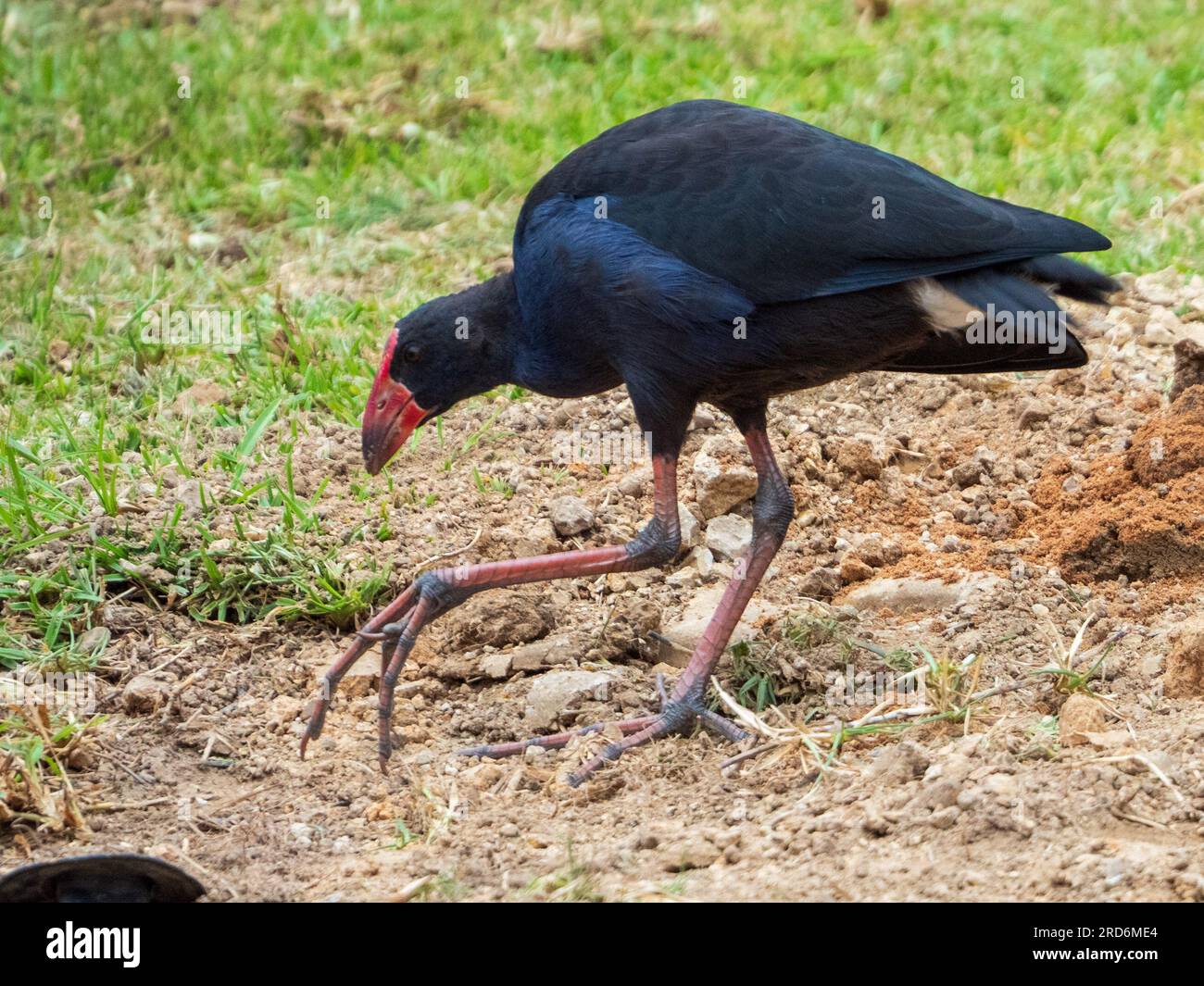 Swamphen violet à la recherche de nourriture, une jambe levée Banque D'Images