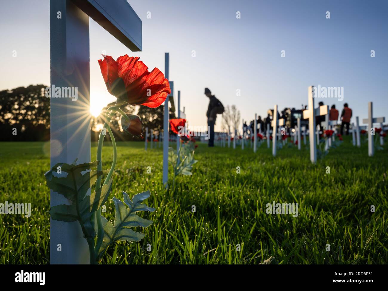 Des étoiles du soleil brillent à travers des croix blanches et des coquelicots rouges. Des gens hors de portée qui rendent hommage aux soldats tombés au combat. Commémoration de la Journée ANZAC. Nouvelle-Zélande. Banque D'Images