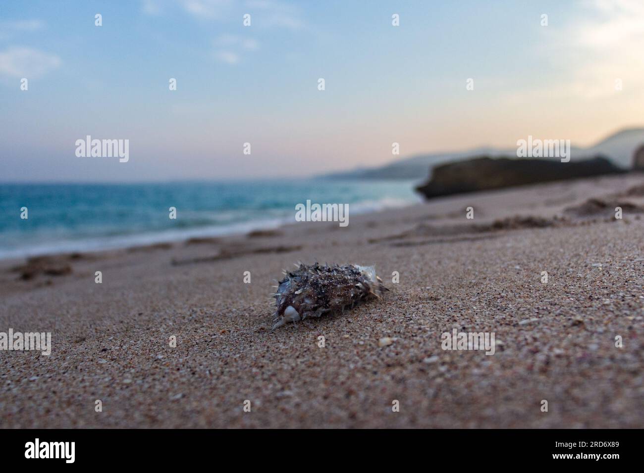 Des macareux morts se sont échoués sur la plage Banque D'Images