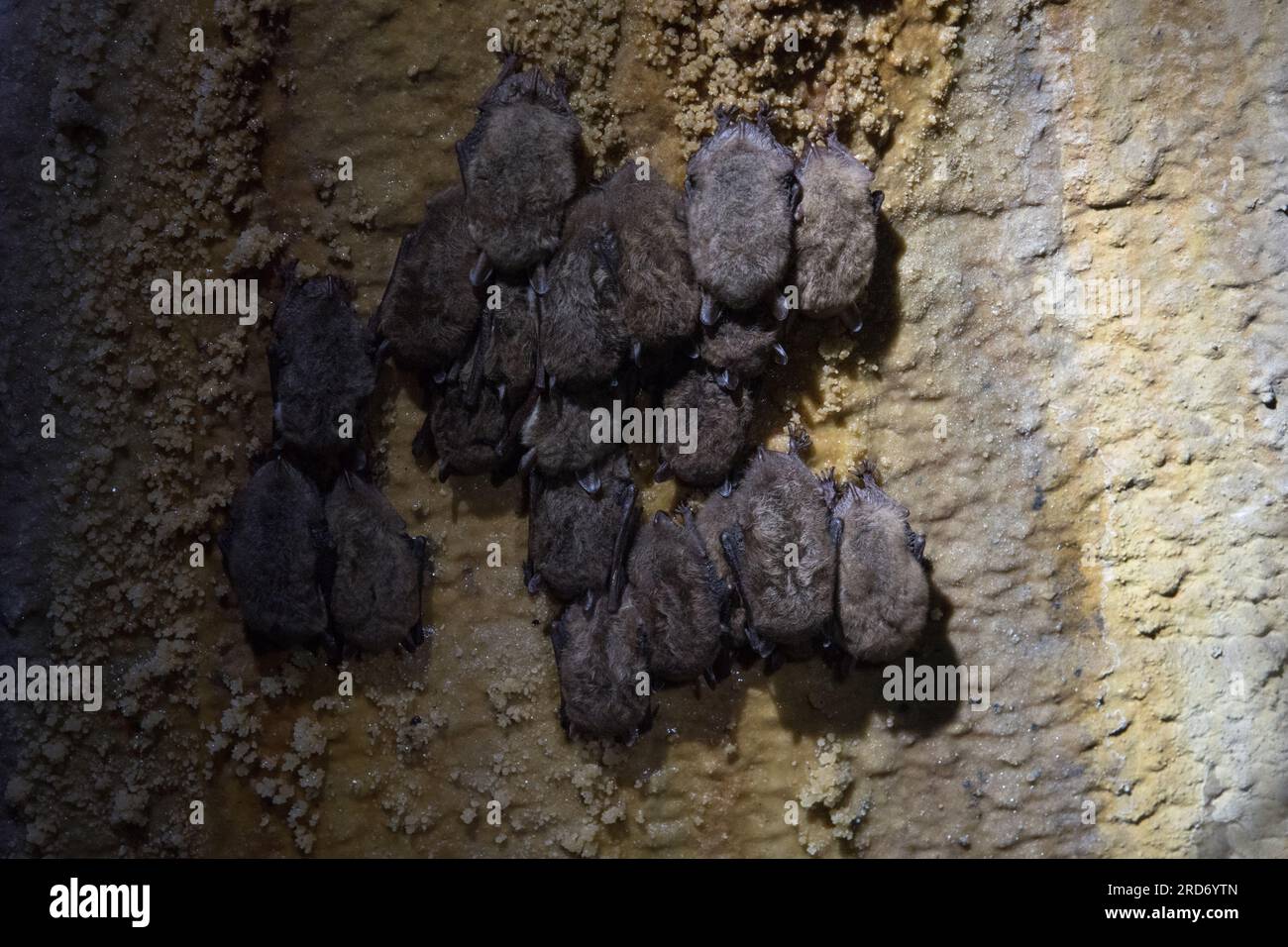 Grande chauve-souris hibernant dans le système de tunnels de Festungsfront Oder-Warthe-Bogen (Front fortifié Oder-Warthe-Bogen) en Pologne. Banque D'Images