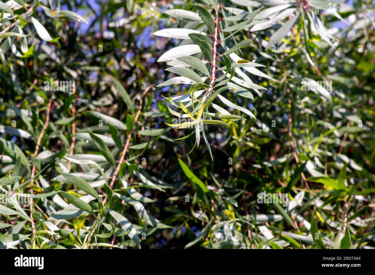 Melaleuca cajuputi plantes, communément appelées cajuput, ont sélectionné le foyer. Banque D'Images