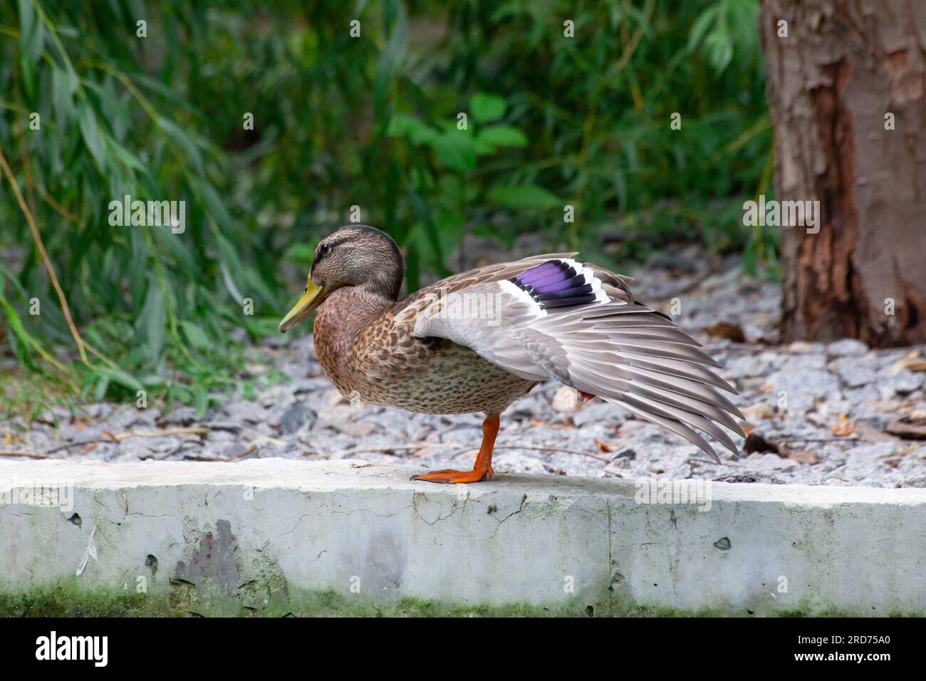 Duck déploie son aile dans le parc au bord du lac ou de la rivière. Canard colvert de la nature sauvage sur une herbe verte. Gros plan canard. Banque D'Images