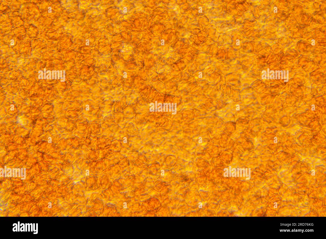 Sang humain microscope Banque de photographies et d’images à haute ...