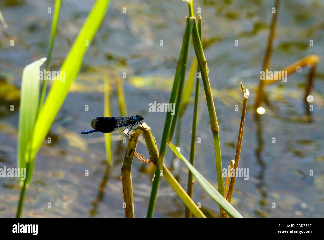 Gebänderten Prachtlibelle (C. splendens) Banque D'Images