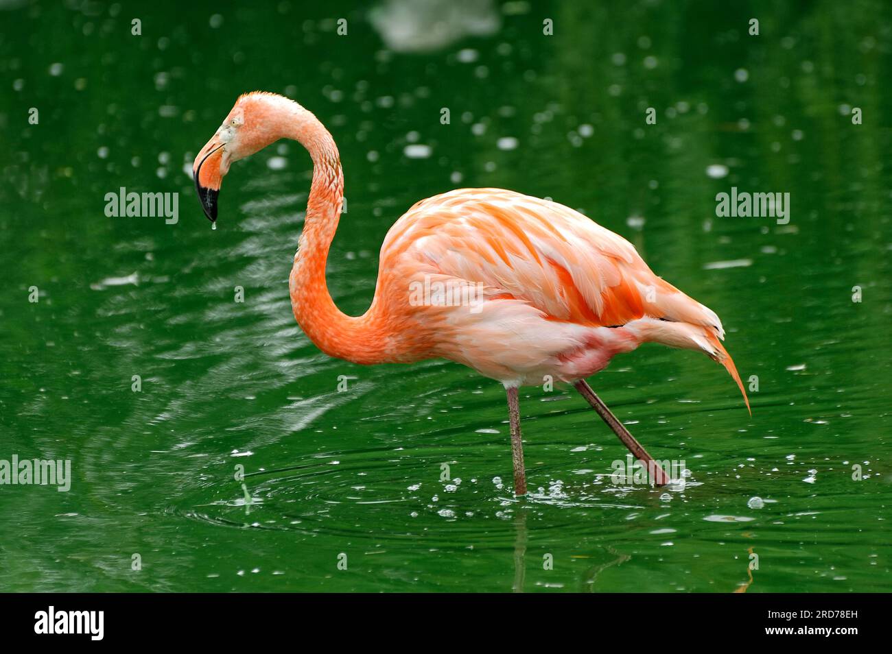flamingo marchant dans l'eau Banque D'Images