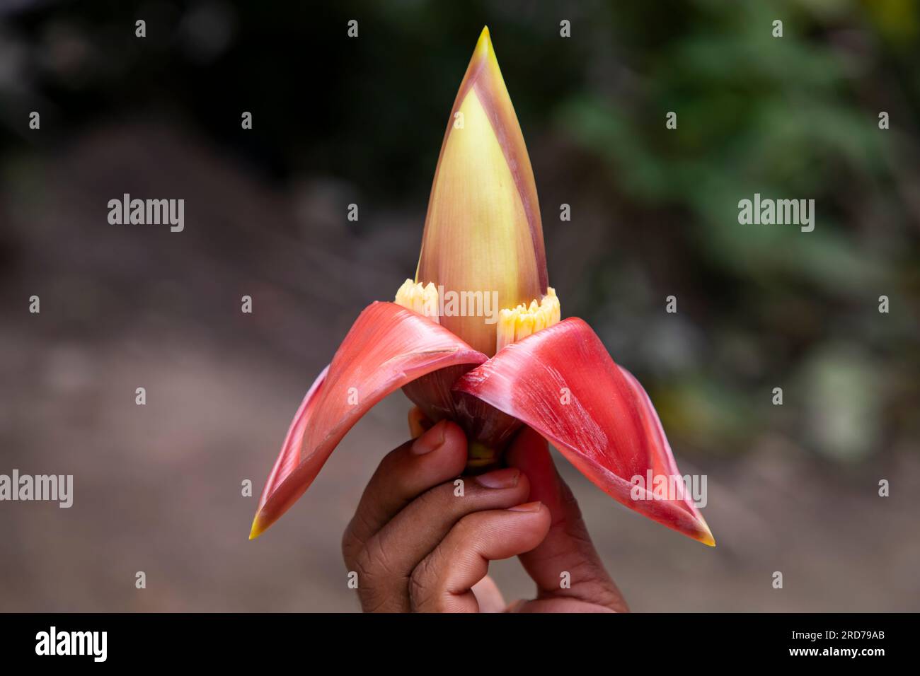 Fleur de banane à la main, Bangladesh. (Nom scientifique Musa acuta) Banque D'Images