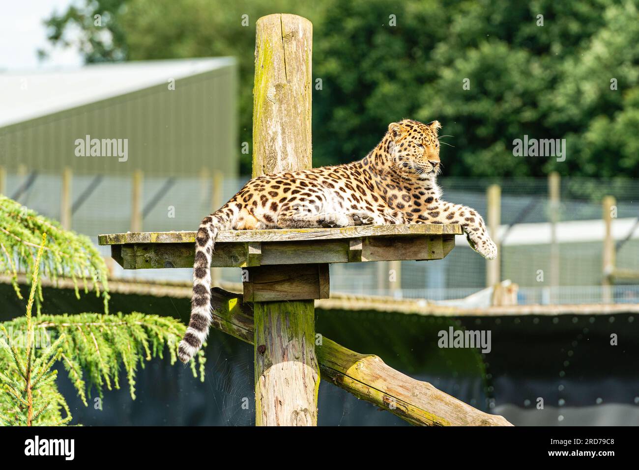 Le léopard de l'Amour (Panthera pardus) au Yorkshire Wildlife Park, Doncaster UK Banque D'Images