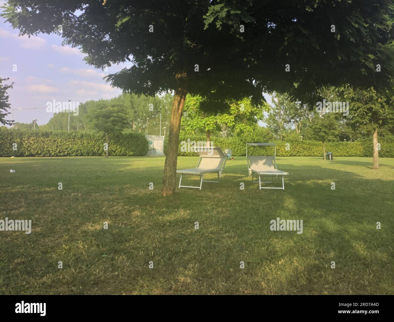 Chaises longues sous un arbre dans une pelouse par une journée ensoleillée Banque D'Images