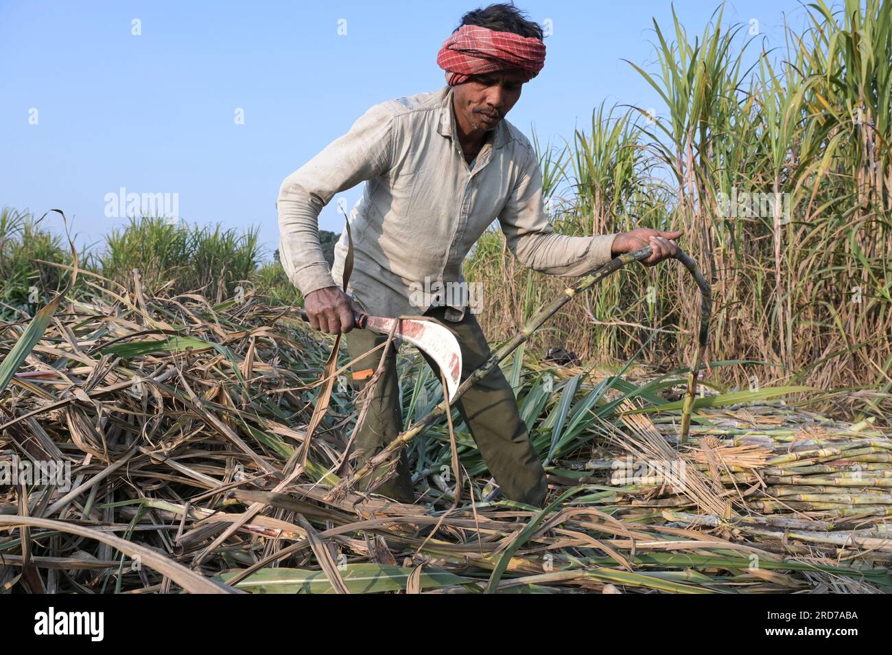 INDE, Punjab, Kharar, culture de canne à sucre, ouvrier saisonnier à la récolte manuelle / INDIEN, Punjab, Landwirtschaft, Anbau von Zuckerrohr, Saisonarbeiter BEI manueller Ernte Banque D'Images