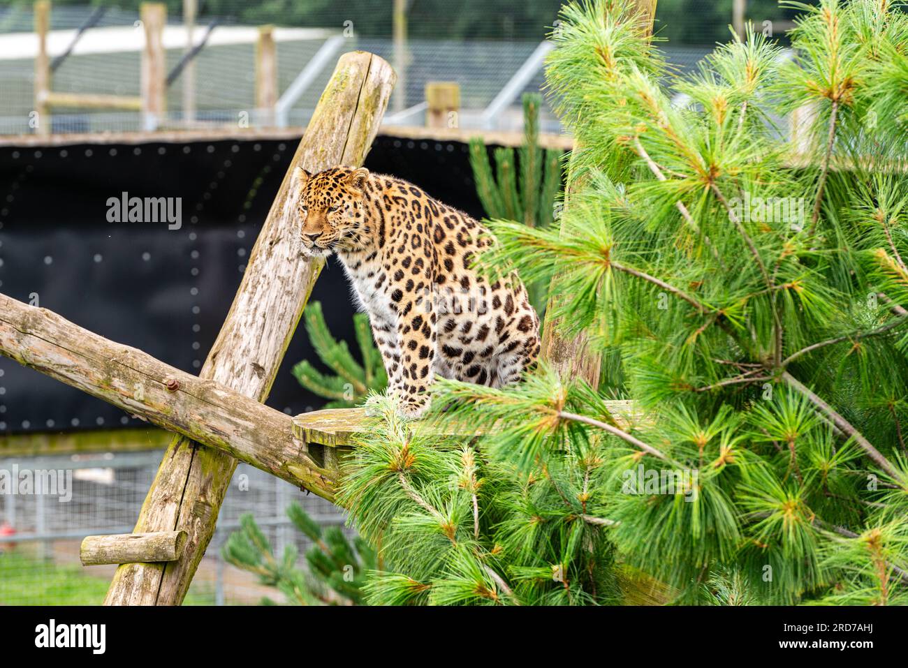 Le léopard de l'Amour (Panthera pardus) au Yorkshire Wildlife Park, Doncaster UK Banque D'Images