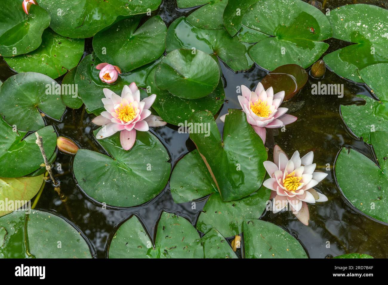 Arrosez les fleurs de nénuphars dans un étang. Bas-Rhin, Collectivite européenne d'Alsace,Grand est, France, Europe. Banque D'Images