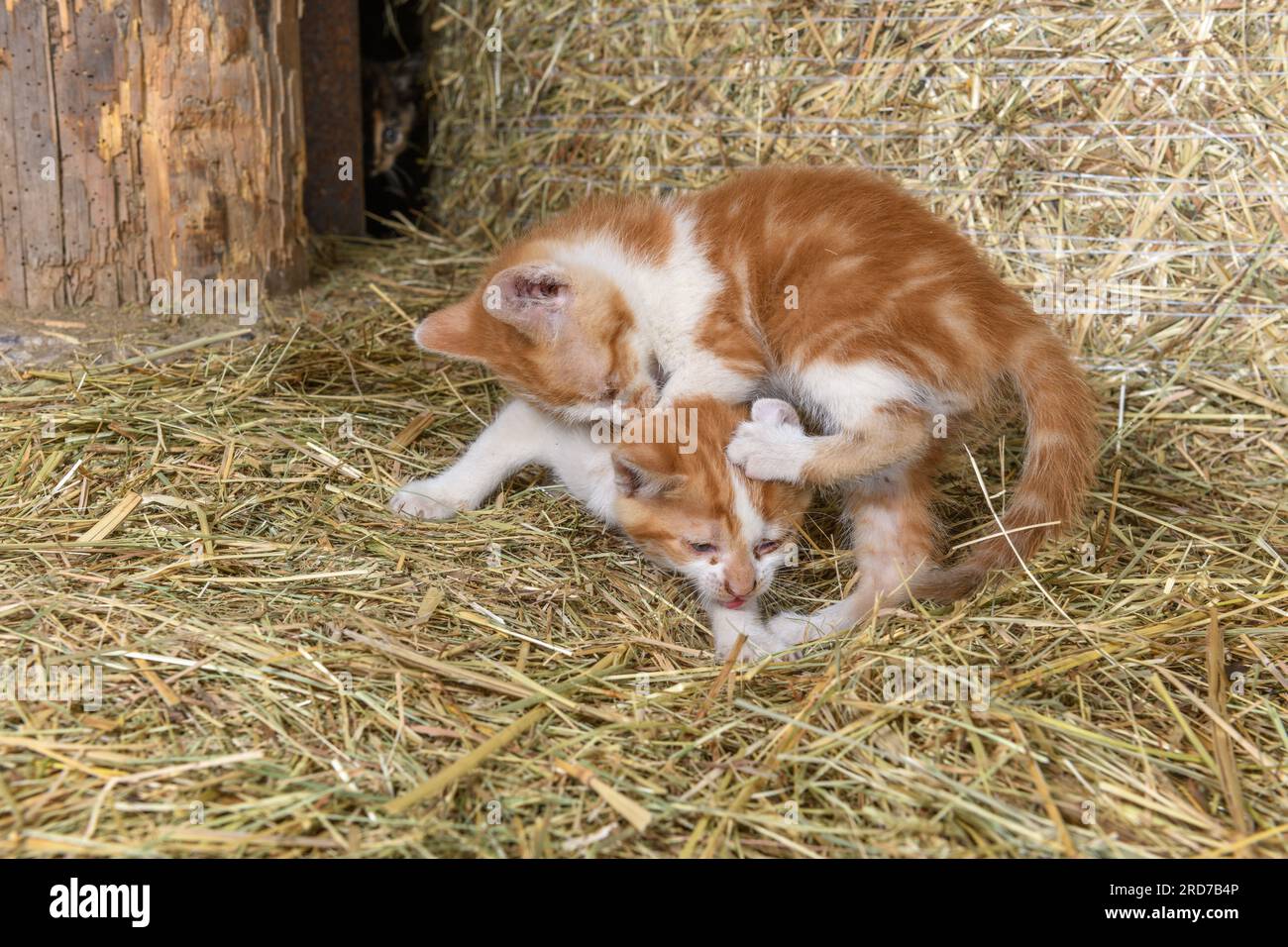 Deux chatons jouant dans une grange de ferme. Bas-Rhin, Collectivite européenne d'Alsace,Grand est, France, Europe. Banque D'Images