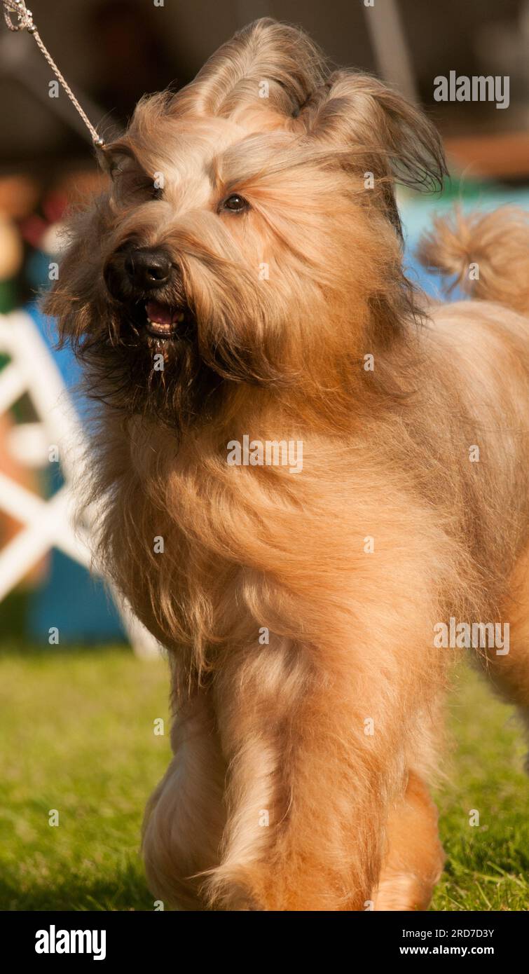 Chien Briard avec des poils fluides à une exposition canine Banque D'Images