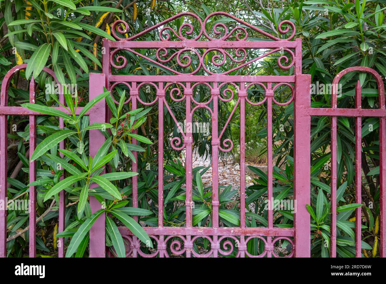 Portes de jardin en fer forgé et en acier peint violet avec des arbustes en arrière-plan Banque D'Images