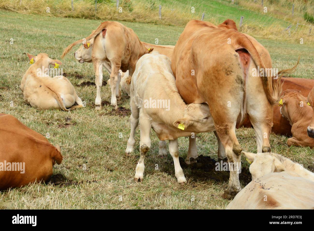 Le veau affamé aime le lait maternel Banque D'Images