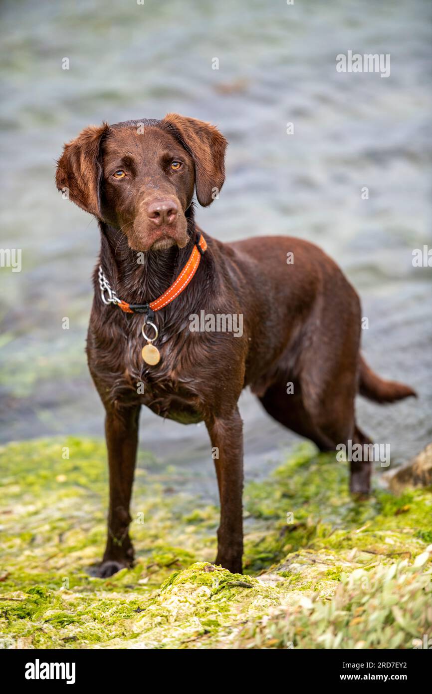 labrador et springer spaniel cross, springerdor gun dog, labradinger gindog, mignon chien d'assaut. Banque D'Images