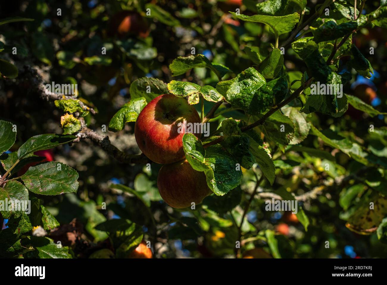 Pomme et pommier à la lumière du soleil Banque D'Images