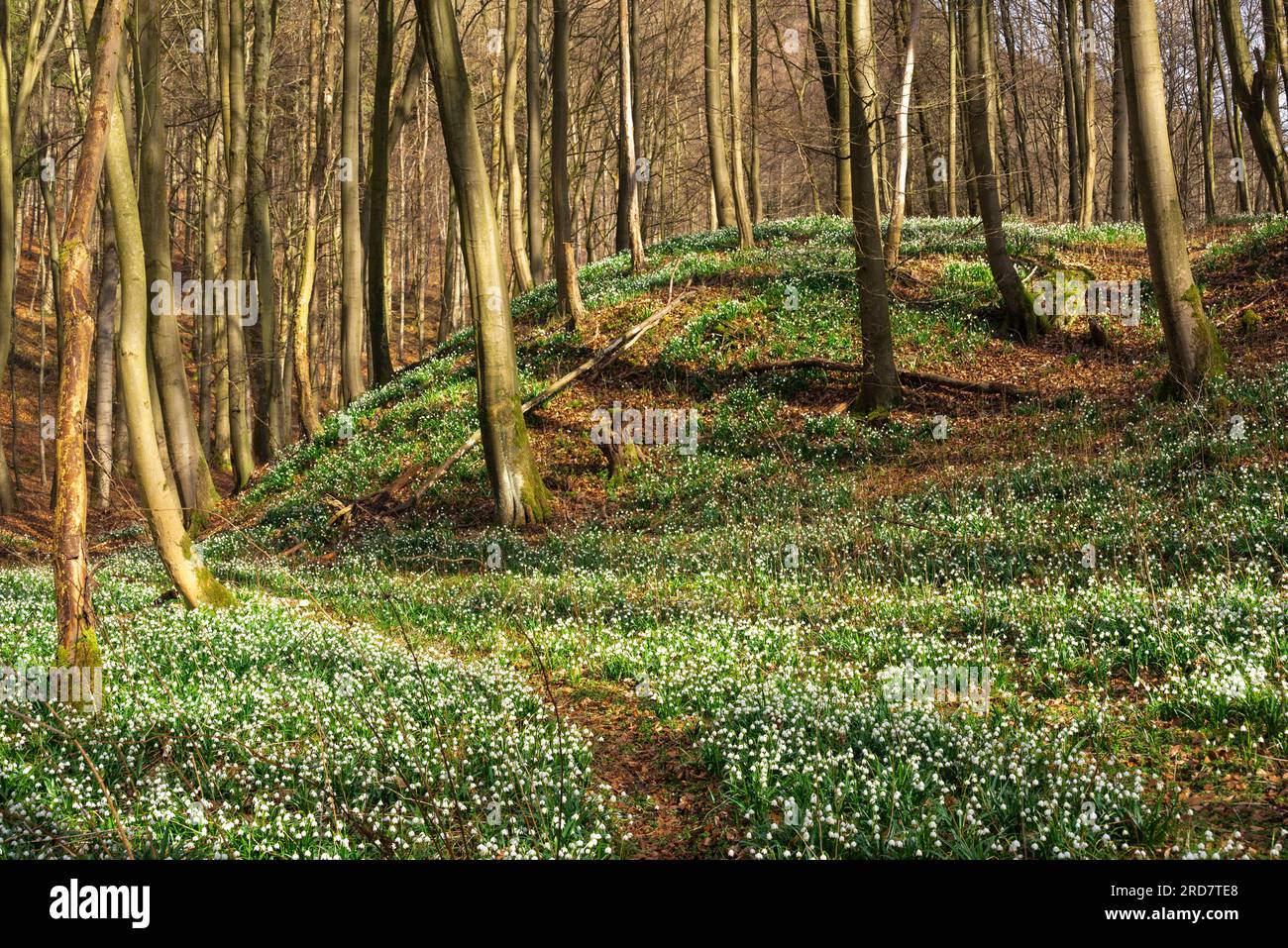 Sentier menant à travers le flocon de neige fleurissant (Leucojum vernum) dans une forêt du début du printemps, Schneegrund, Süntel, Weserbergland, Allemagne Banque D'Images