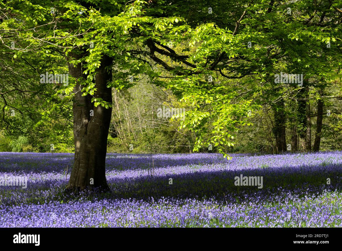 Un champ de Bluebells anglais commun jacinthoides non-script dans le calme; historique parc Lye zone dans Enys Gardens à Penryn en Cornouailles au Royaume-Uni. Banque D'Images