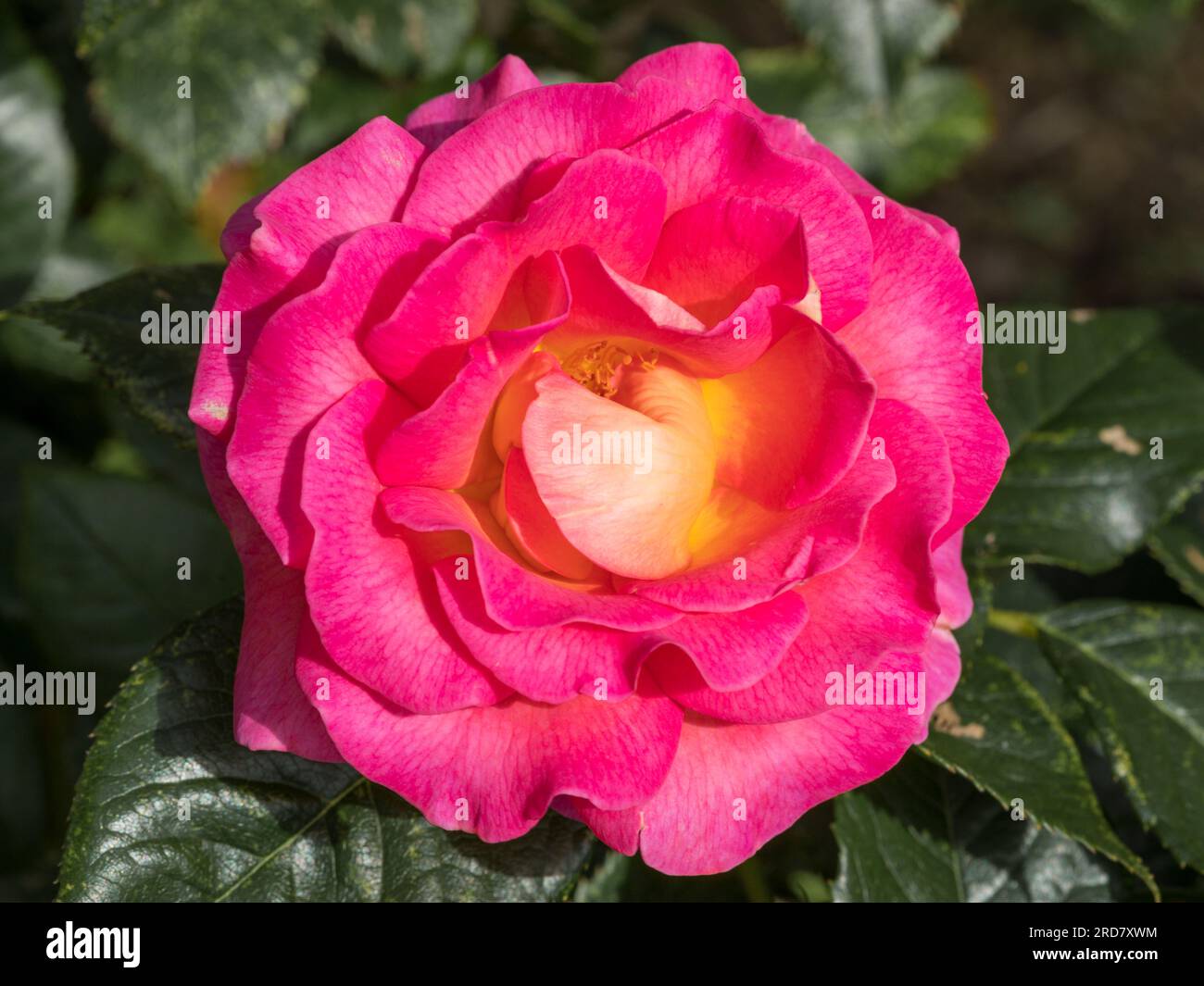 Rose de thé hybride „Pink Paradise“ Blossom closeup Banque D'Images