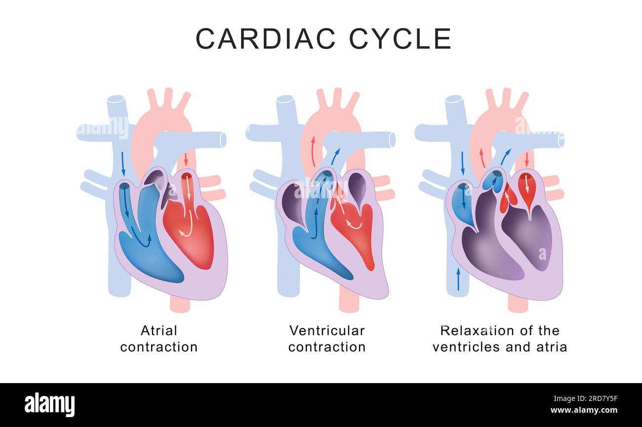 Phases du cycle cardiaque : systole et diastole Banque D'Images