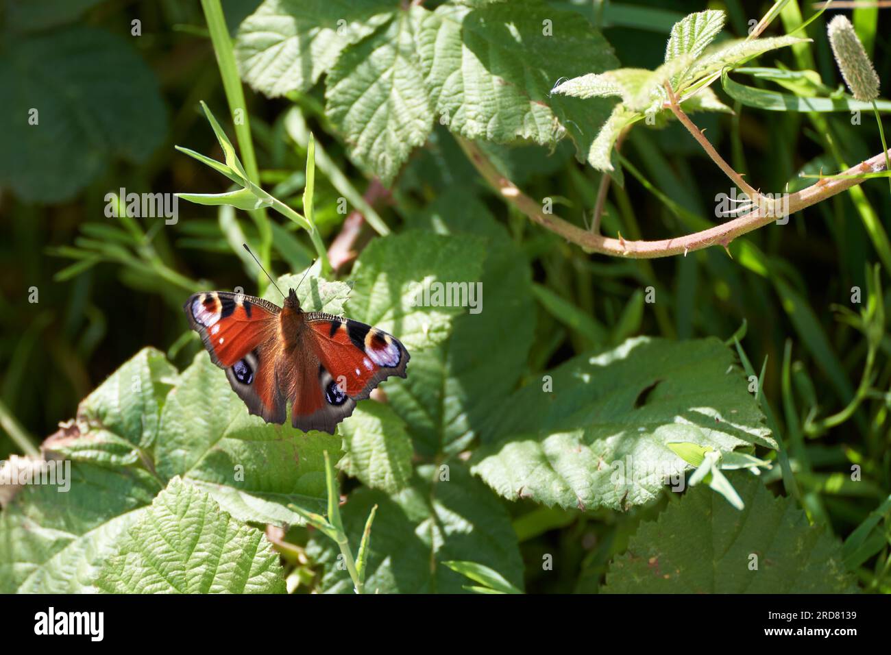 Papillon européen de paon, Inachis io, reposant dans la hérisson Banque D'Images