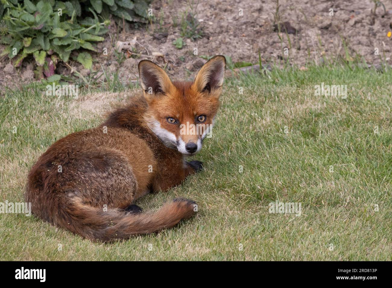 Gros plan d'un renard rouge, Vulpes vulpes, dans un jardin anglais Banque D'Images