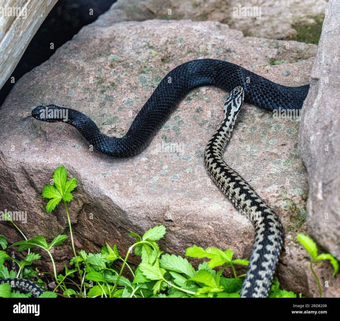 Le Nord de la commune de minerai Viper adder est un des plus grand serpent terrestre Banque D'Images