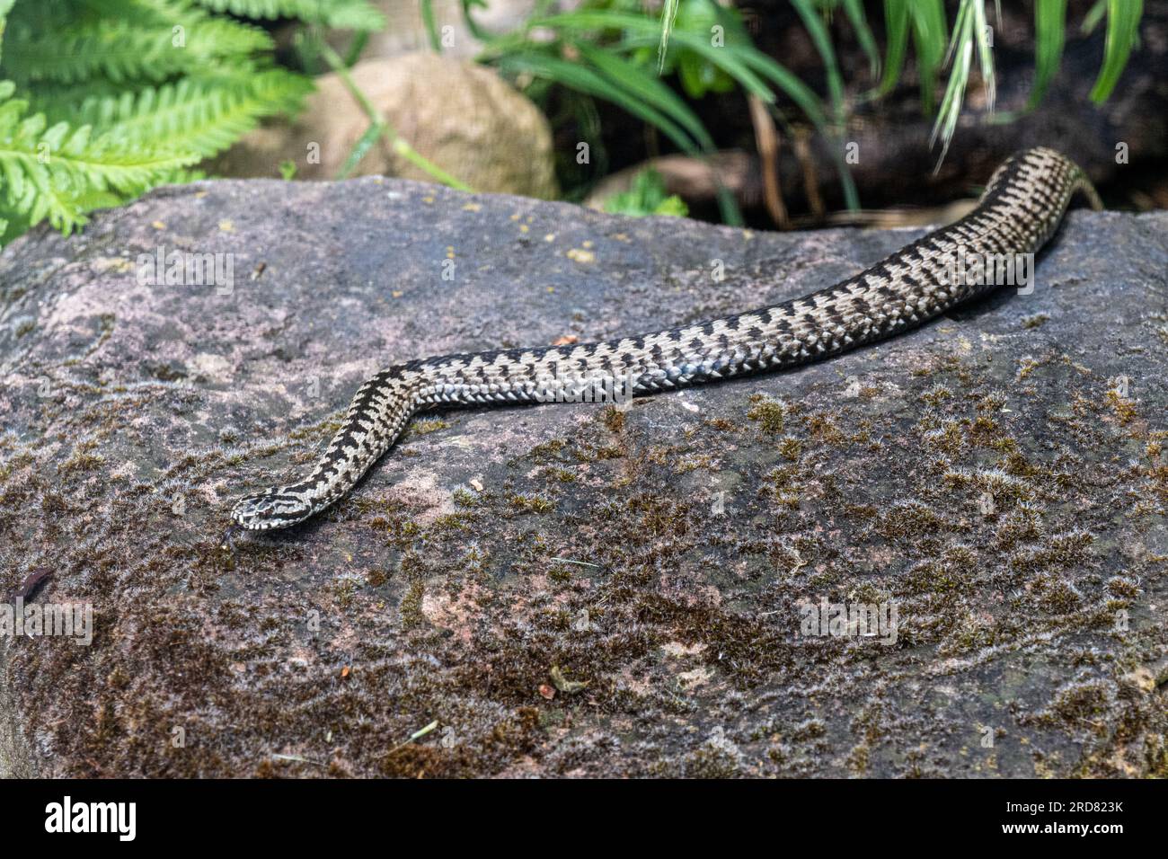 Le Nord de la commune de minerai Viper adder est un des plus grand serpent terrestre Banque D'Images