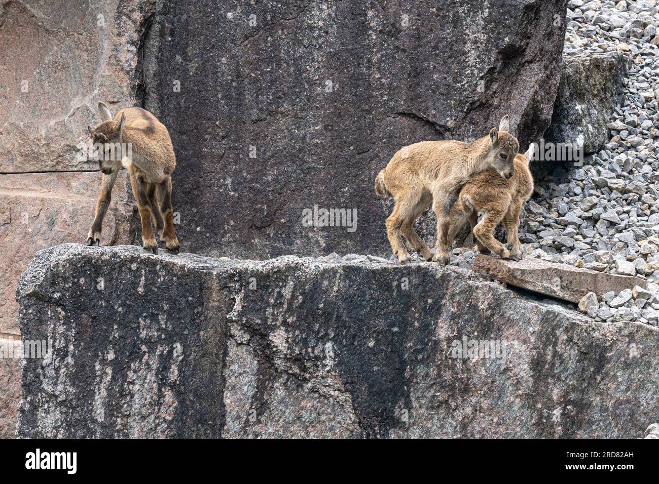 Alpine Ibex (Capra Ibex). Les jeunes animaux en jeu. Banque D'Images