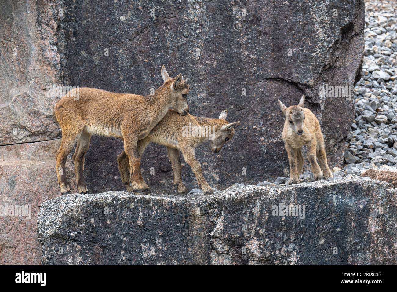 Alpine Ibex (Capra Ibex). Les jeunes animaux en jeu. Banque D'Images