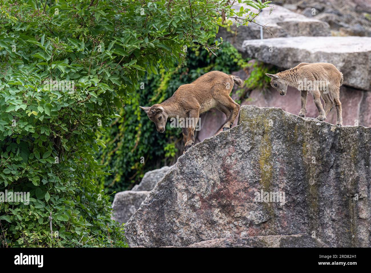 Alpine Ibex (Capra Ibex). Les jeunes animaux en jeu. Banque D'Images