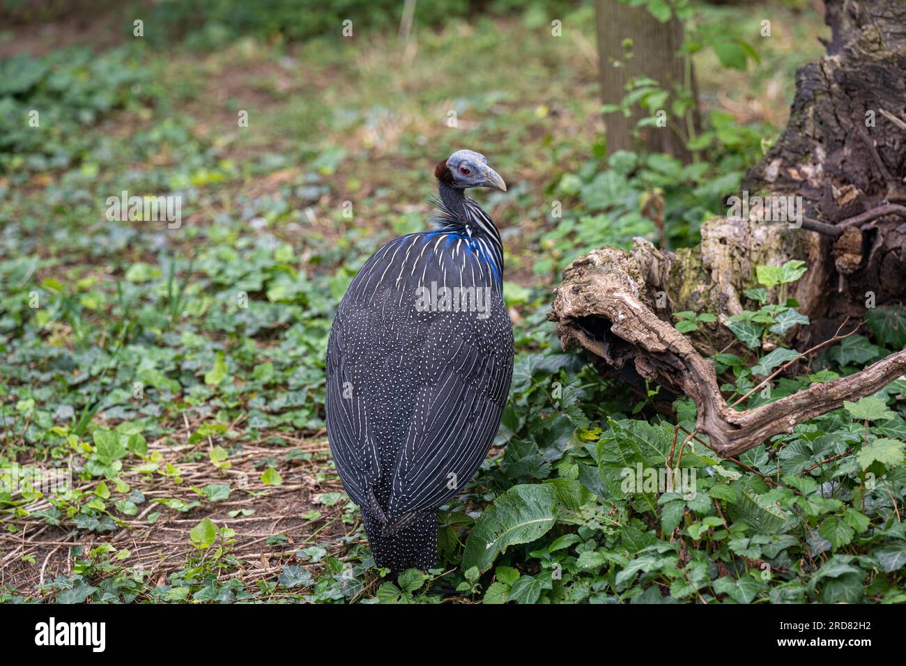 Portrait de la Guinéafauche Vulturine (Acrylium vulturinum). C'est la plus grande espèce existante de guineafhid. Banque D'Images