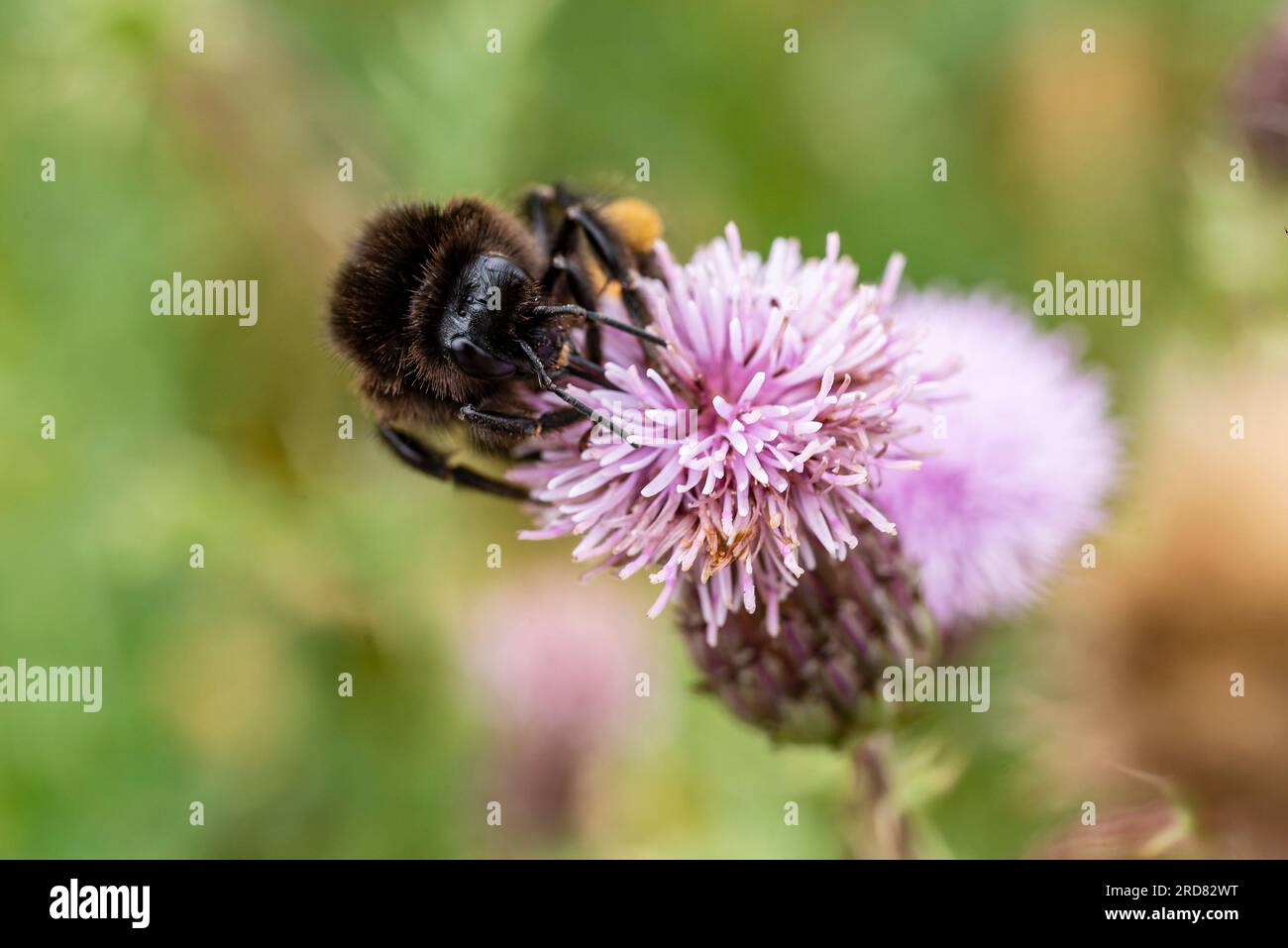 Gros plan d'un bourdon précoce (Bombus pratorum) recueillant le pollen d'une fleur de chardon rose Banque D'Images