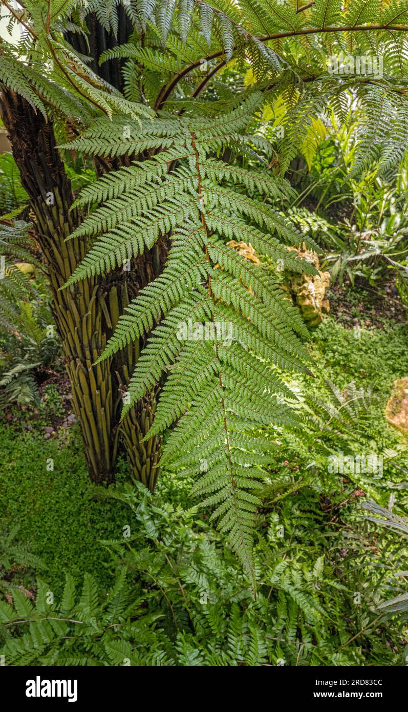Dicksonia squarrosa, fougère arborescente rugueux Banque D'Images