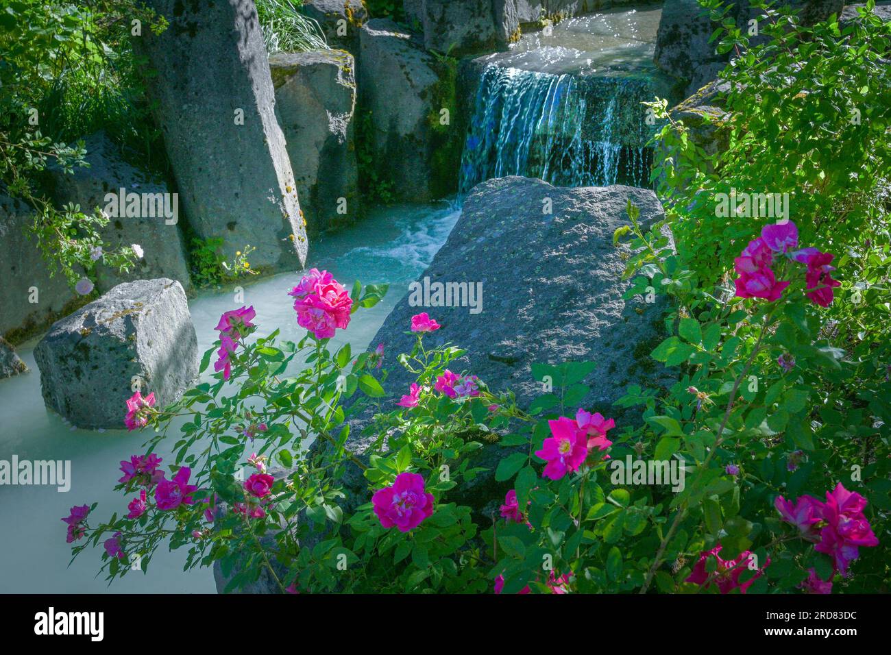 Roses et ruisseau, Village Park, Whistler, Colombie-Britannique, Canada Banque D'Images