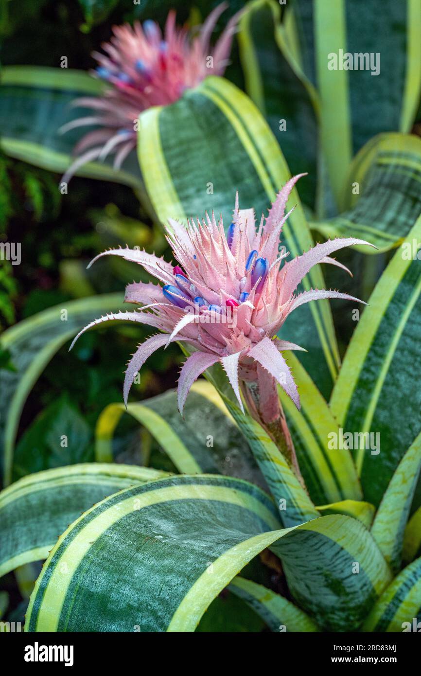 Aechmea fasciata (vase d'argent ou de l'Urne plante) est une espèce de plantes de la famille des Broméliacées, originaire du Brésil. Banque D'Images