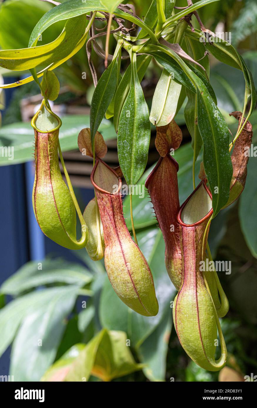Nepenthes alata est une espèce de plante de la famille des pichets (Nepenthaceae). Une endémique aux Philippines Banque D'Images