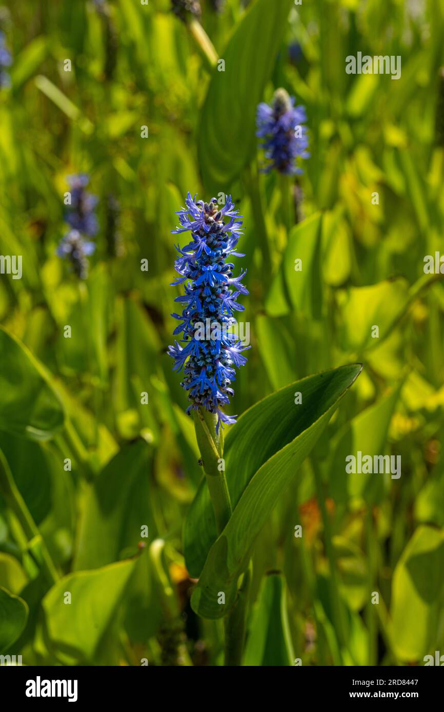 Close up of fleur de Pickerel, mauvaises herbes Pontederia cordata Banque D'Images