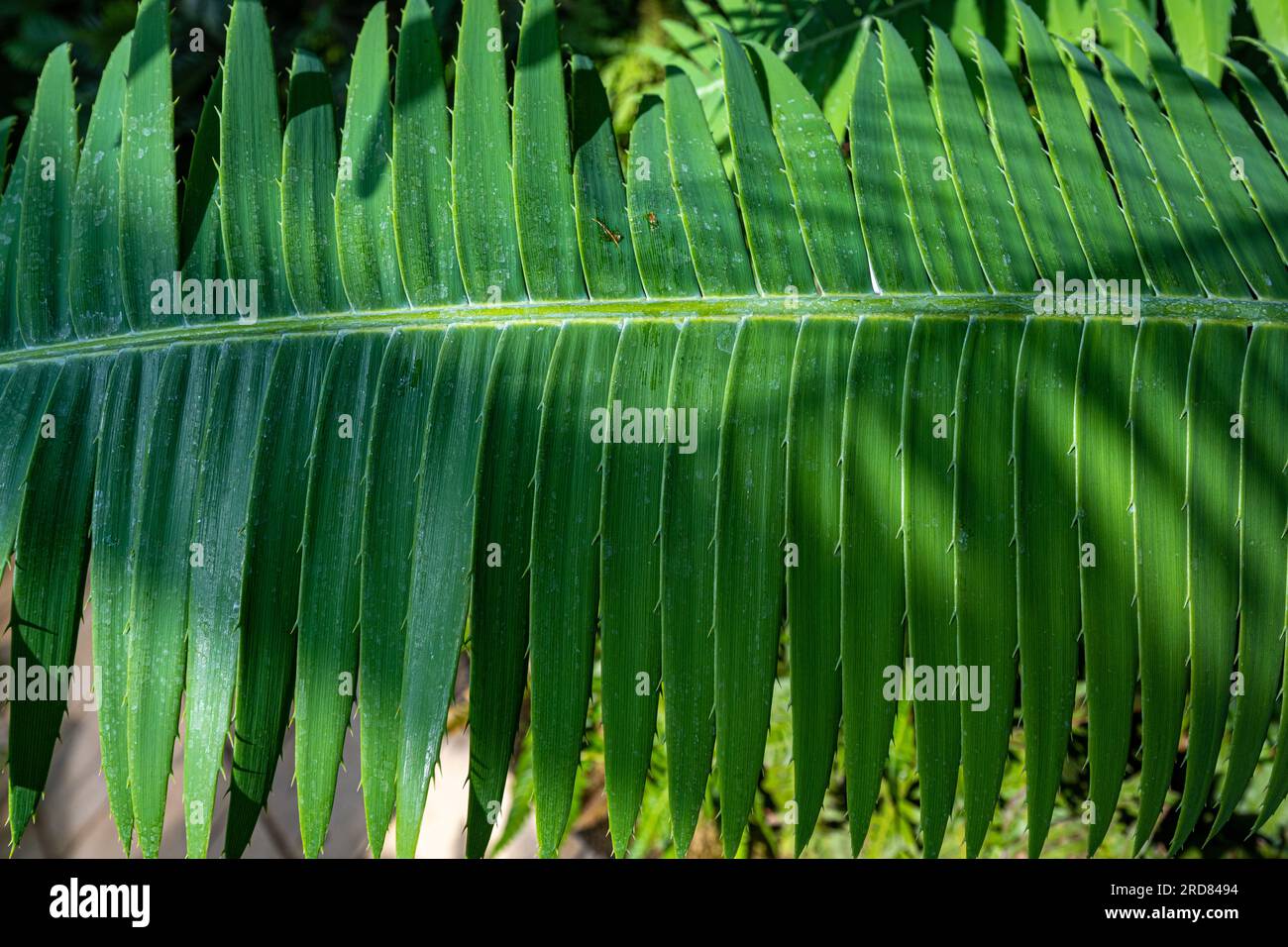 Dioon géant, ou la gomme de Palm (Dioon spinulosum), originaire du Mexique Banque D'Images