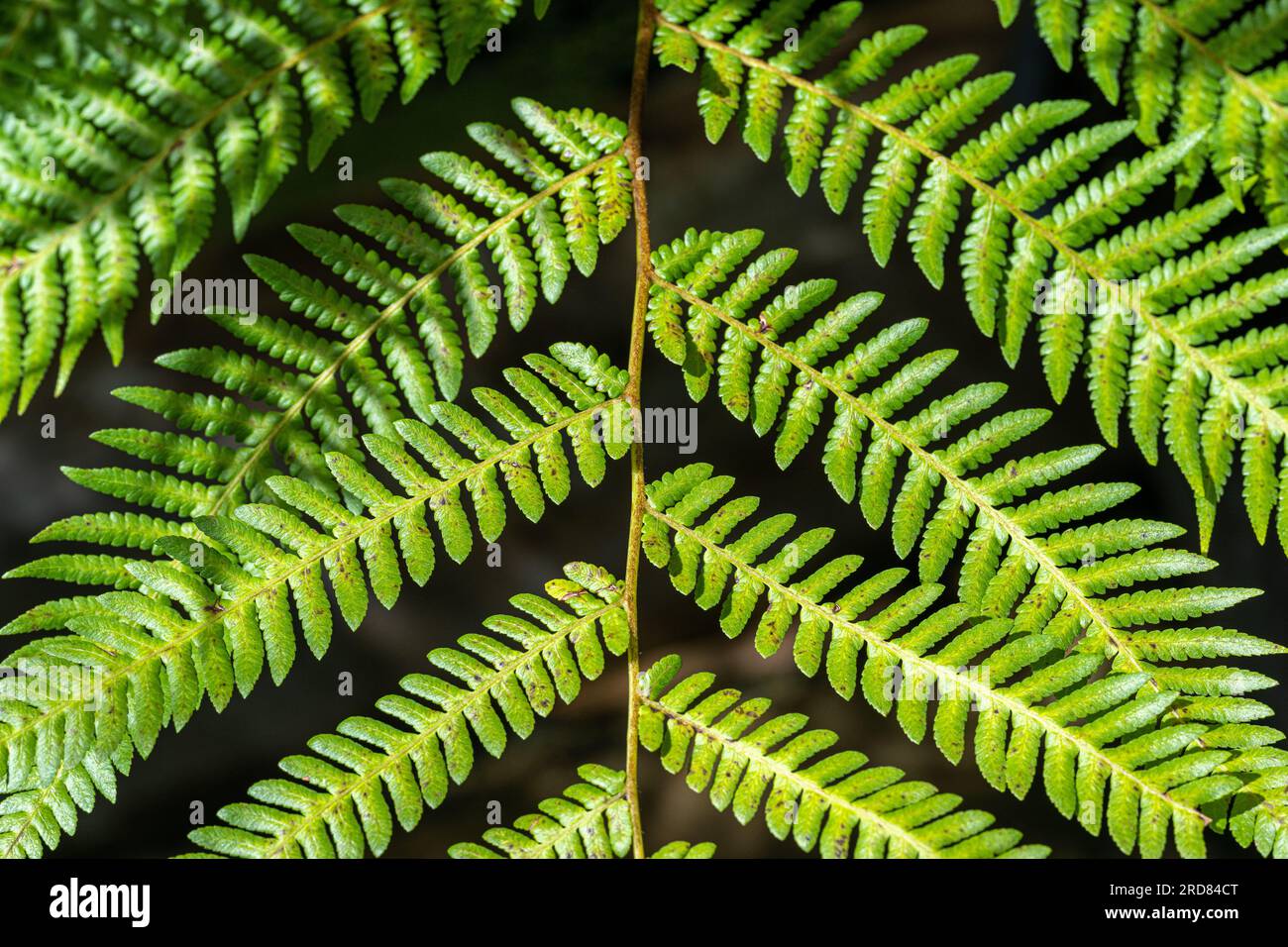 Fougère arborescente rugueux (Cyathea australis australis) ou Alsophila, Cyatheaceae, Australie. Banque D'Images