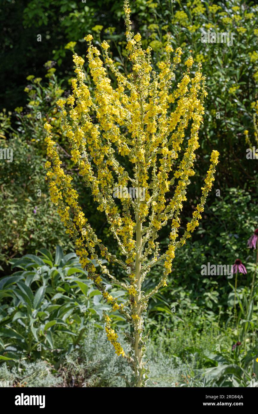 Molène olympique (Verbascum olympicum), Olympus Primrose Banque D'Images