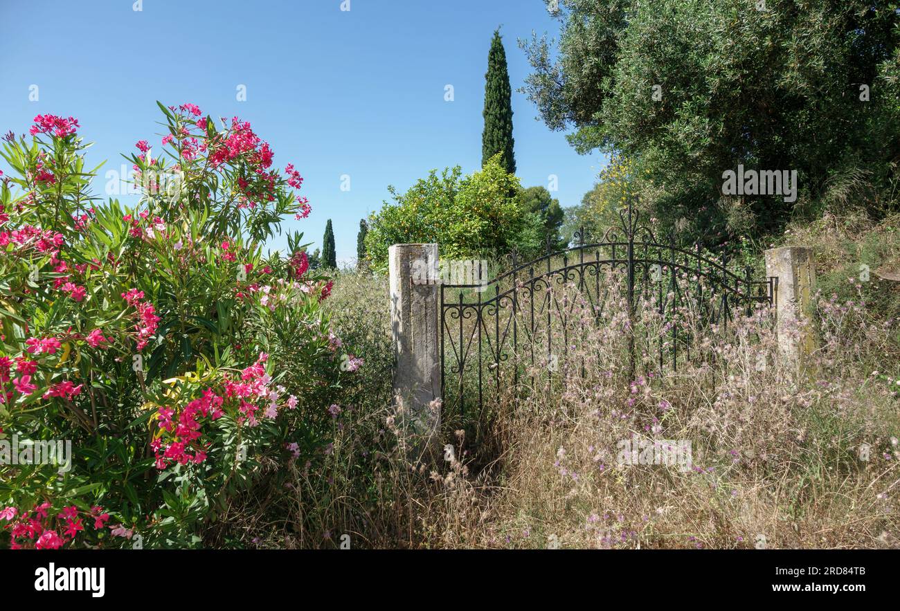 Un ensemble de portes d'entrée en fer forgé autrefois grandiose sur deux poteaux en béton brut sans clôture attachée et très envahi par la végétation, Céphalonie Grèce Banque D'Images