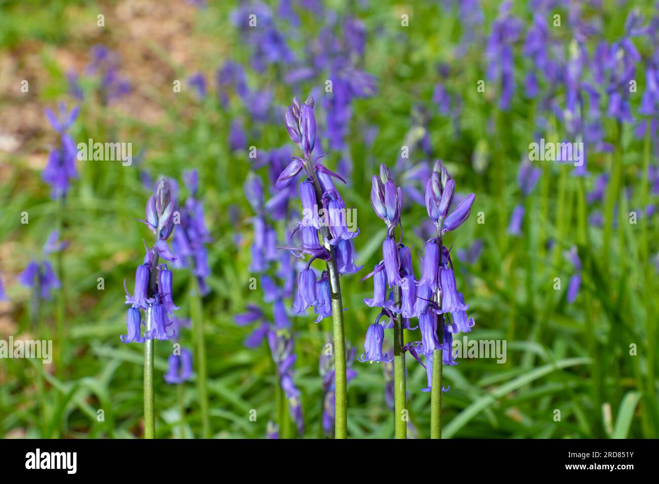 Hyacinthoides non-scripta, anciennement Endymion non-scriptus ou Scilla non-scripta, au Royaume-Uni, il est connu comme bluebell commun ou juste bluebell. Banque D'Images