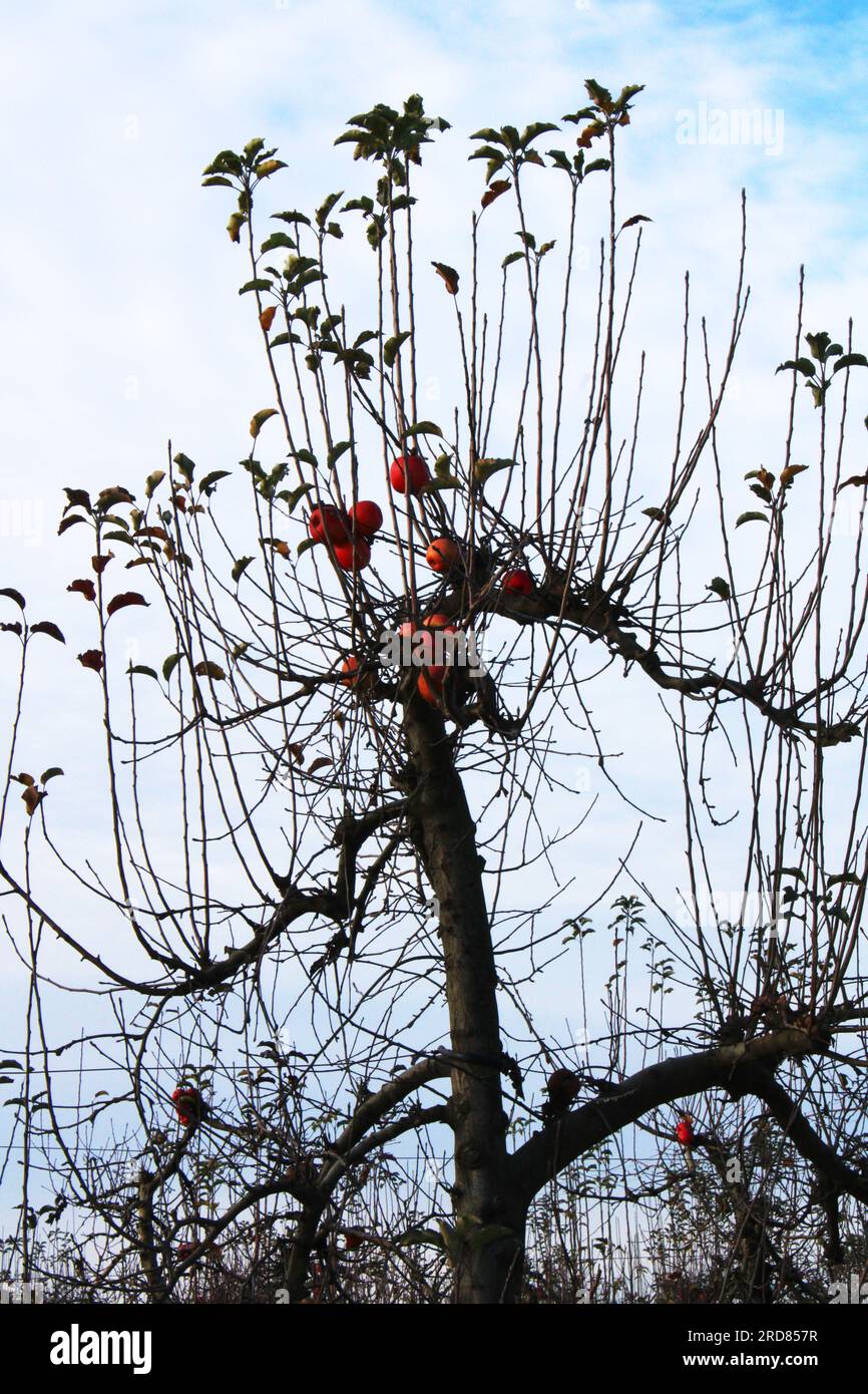 Pommier en hiver avec des branches sèches et quelques fruits Banque D'Images