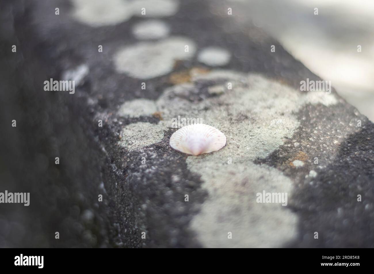 Coquillages de différents types sur le dessus d'une pierre avec des champignons, lumière naturelle. Banque D'Images