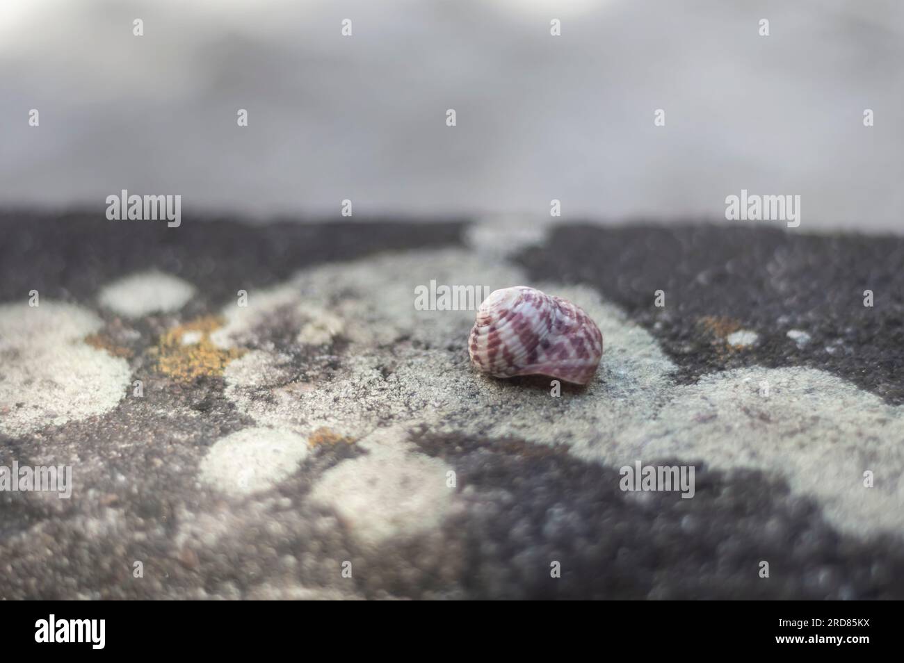 Coquillages de différents types sur le dessus d'une pierre avec des champignons, lumière naturelle. Banque D'Images